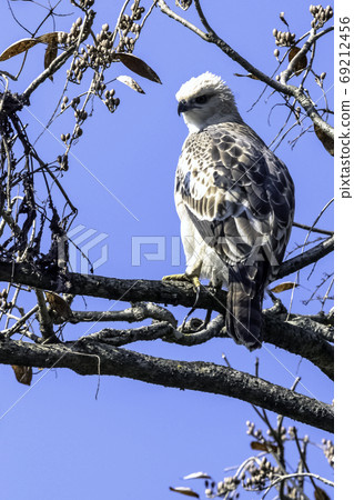 Changeable hawk-eagle or crested hawk-eagle (Nisaetus cirrhatus) in Jim Corbett National Park, India 69212456
