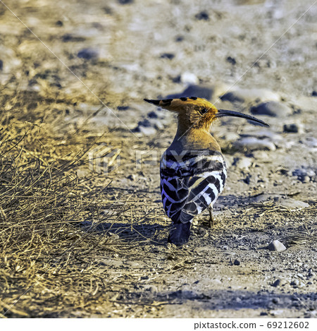 Eurasian hoopoe (Upupa epops) in Jim Corbett National Park, India Eurasian hoopoe (Upupa epops) in Jim Corbett National Park, India 69212602