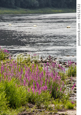pink common loosestrife Lythrum salicaria pink common loosestrife Lythrum salicaria 69212722