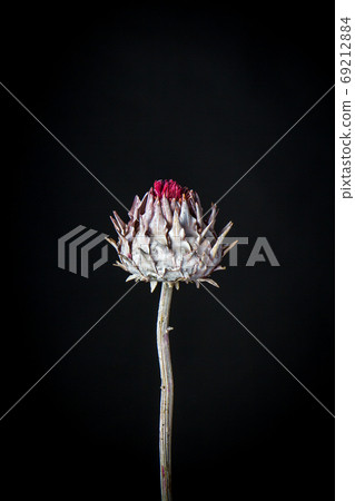 Dry artichoke flower on black backdrop, background or greeting card concept, selective focus 69212884
