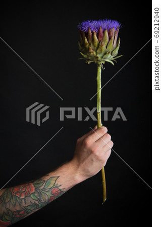 Male tattooed hand holding purple artichoke flower on black background, congratulatory concept, selective focus Male tattooed hand holding purple artichoke flower on black background, congratulatory concept, selective focus 69212940