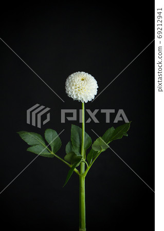 White fragile dahlia flower isolated on black background, greeting card White fragile dahlia flower isolated on black background, greeting card 69212941
