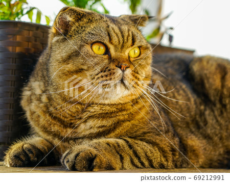 closeup portrait of a serious adult scottish fold cat closeup portrait of a serious adult scottish fold cat 69212991