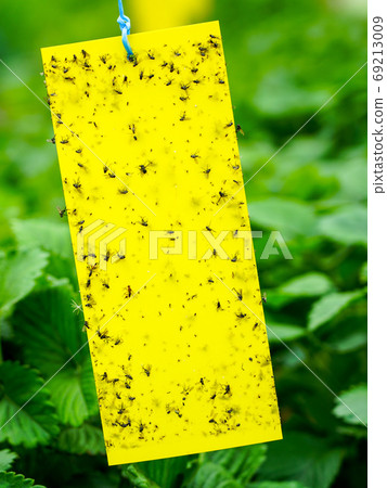 sticky plate for catching harmful insects in the greenhouse sticky plate for catching harmful insects in the greenhouse 69213009