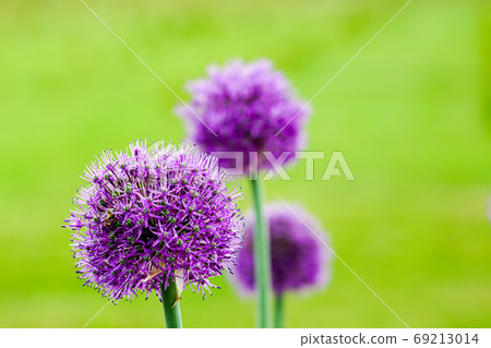 blooming purple flowers of decorative garlic on a blurred green natural background blooming purple flowers of decorative garlic on a blurred green natural background 69213014