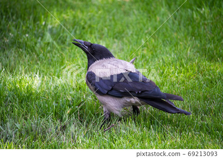 Jackdaw bird with open beak goes on green lawn in public park Jackdaw bird with open beak goes on green lawn in public park 69213093