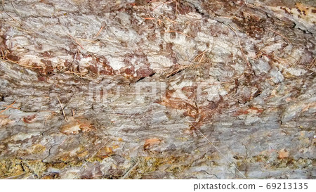 The foto bark old good Larch tree in spring 69213135