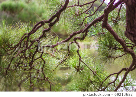 [Outdoor scenery] Japanese garden pine tree 69213682