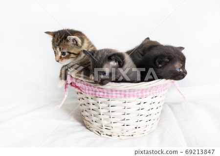 Kittens in a wicker basket 69213847