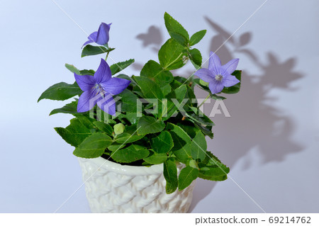 Colorful blue bellflower flower potted plant Colorful blue bellflower flower potted plant 69214762