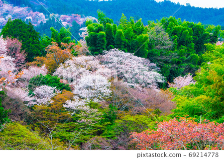 吉野山櫻花春天(奈良吉野郡吉野町)2020年4月 吉野山櫻花春天(奈良吉野郡吉野町)2020年4月 69214778