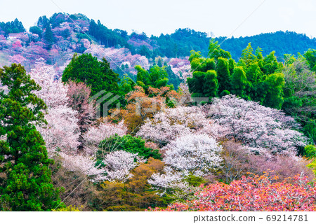 Yoshinoyama Senbonzakura Spring (Yoshino Town, Yoshino District, Nara Prefecture) April 2020 69214781