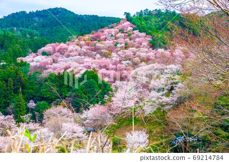 Yoshinoyama Senbonzakura Spring (Yoshino Town, Yoshino District, Nara Prefecture) April 2020 69214784