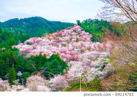 吉野山千本櫻春天(奈良縣吉野區吉野町)2020年4月 吉野山千本櫻春天(奈良縣吉野區吉野町)2020年4月 69214785