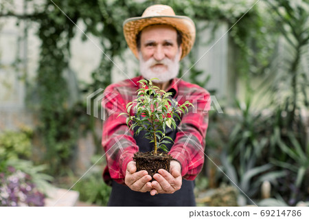 Portrait of stylish senior 70-aged man gardener botanical worker in hothouse, in straw hat and red casual shirt, standing in hothouse, showing little ficus to camera. Focus on hands with ficus 69214786