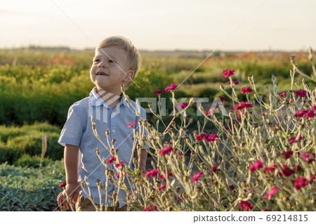 childhood, provence style concept - happy small 2 year old Blond little boy of Caucasian Slavic appearance playfully stands near bush of wild purple flowers on lavender field on summer before sunset 69214815