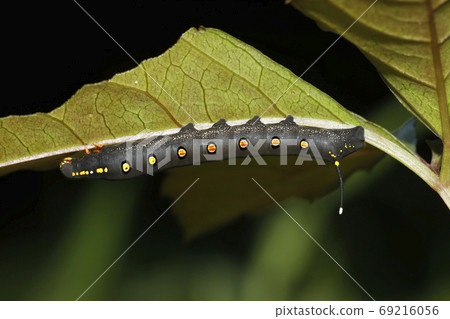 Caterpost毛蟲幼蟲 Caterpost毛蟲幼蟲 69216056