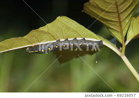 Caterpost毛蟲幼蟲 Caterpost毛蟲幼蟲 69216057