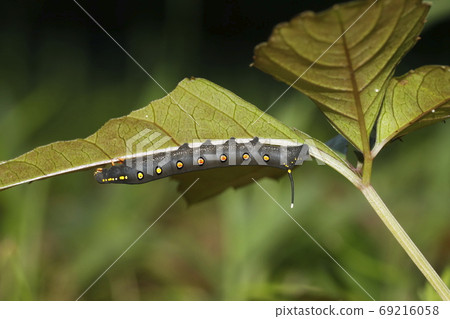 Caterpost毛蟲幼蟲 Caterpost毛蟲幼蟲 69216058