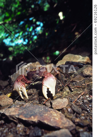 Black crab crab wide forest crab 69216126