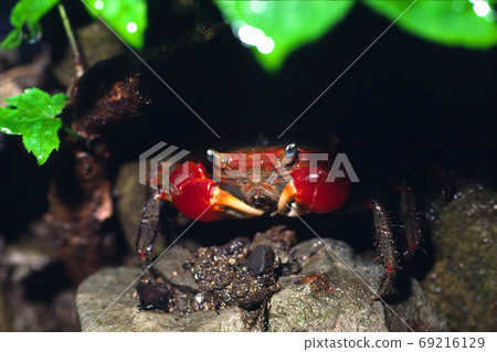 Forest crab Forest crab 69216129
