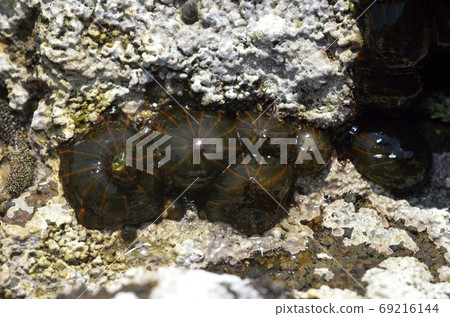 White-tailed sea anemone 69216144