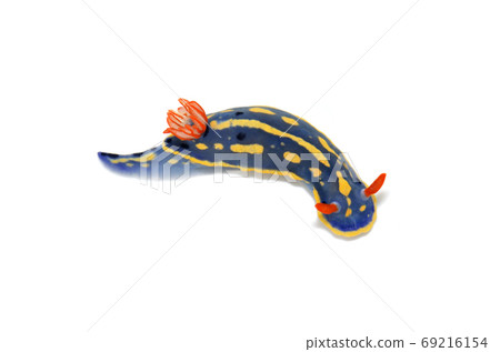 White slug White slug 69216154