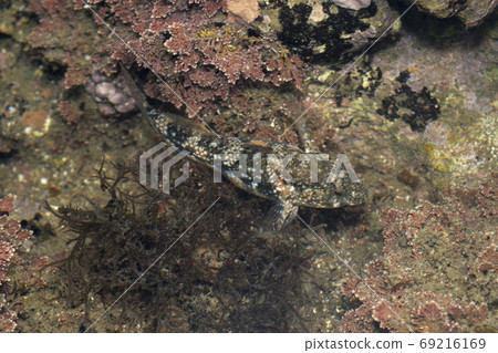 潮汐池中的蜘蛛蝦虎魚 潮汐池中的蜘蛛蝦虎魚 69216169
