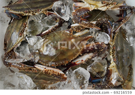 Autumn crab, seasonal crab Autumn crab, seasonal crab 69216559