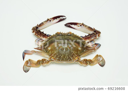 Autumn crab, seasonal crab 69216608