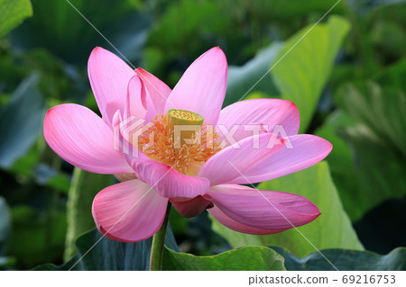 古蓮花 古蓮花 69216753