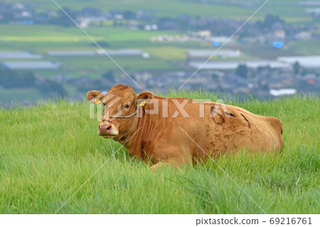 Aso cattle 69216761