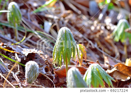 Wild wildflower Yaburagasa that sprouts in spring 69217224
