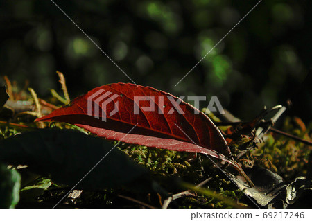 Dry leaves lay on dry moss on logs in nature. Dry leaves lay on dry moss on logs in nature. 69217246