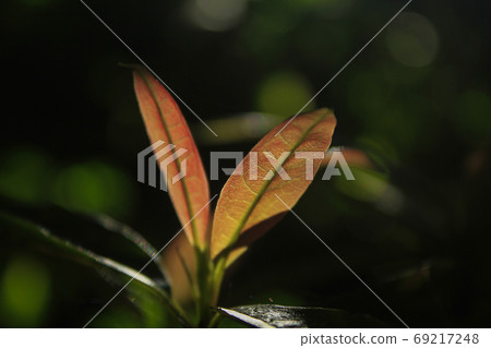 Orange leaves hit the sun Orange leaves hit the sun 69217248