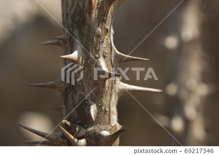 A tree A tree 69217346
