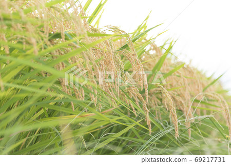 稻荷收稻 稻荷收稻 69217731