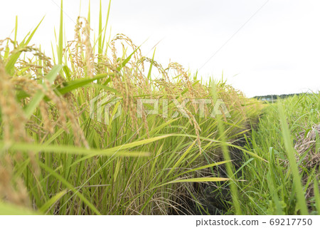 稻荷收稻 69217750