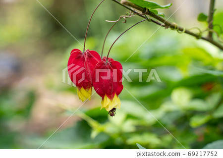 提洛爾燈 69217752