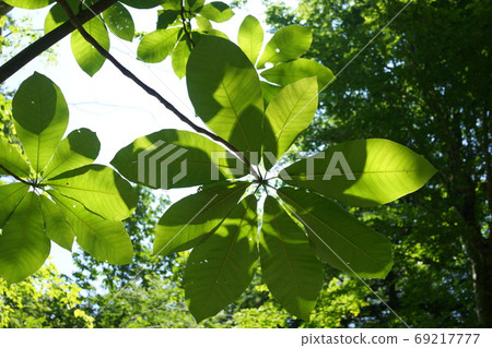 Mori Hoonoki抬頭看著葉子白神山 69217777