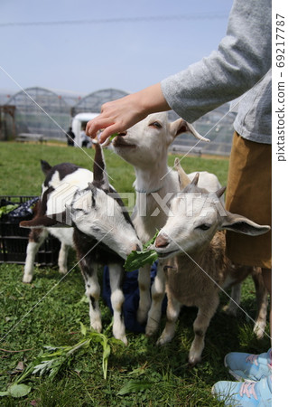 Three goats 69217787
