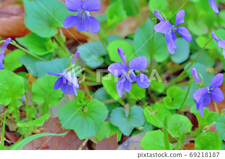 Spring flowers, wild grass violets 69218187