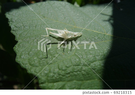 Hulling of the grasshopper Hulling of the grasshopper 69218315