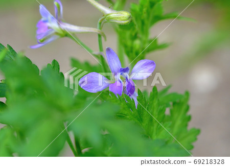 Flowers and weeds 69218328