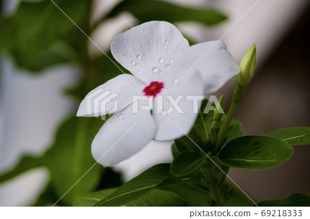 每日草 每日草 69218333