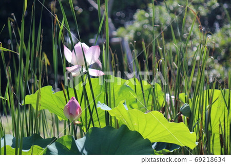 Pink lotus flower and bud Pink lotus flower and bud 69218634