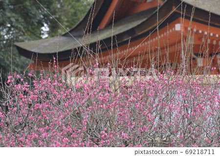Shimogamo Shrine羽毛梅花 Shimogamo Shrine羽毛梅花 69218711