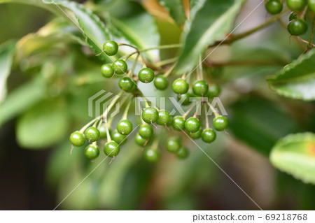 Manryu藍色水果 Manryu藍色水果 69218768