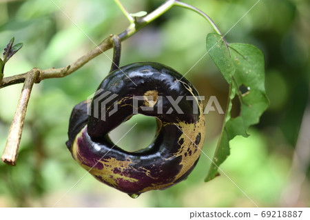 Funny shape eggplant 69218887