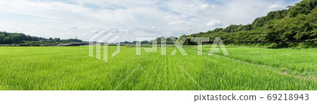 Minuma rice field summer sky and lush rice field summer Minuma rice field summer sky and lush rice field summer 69218943